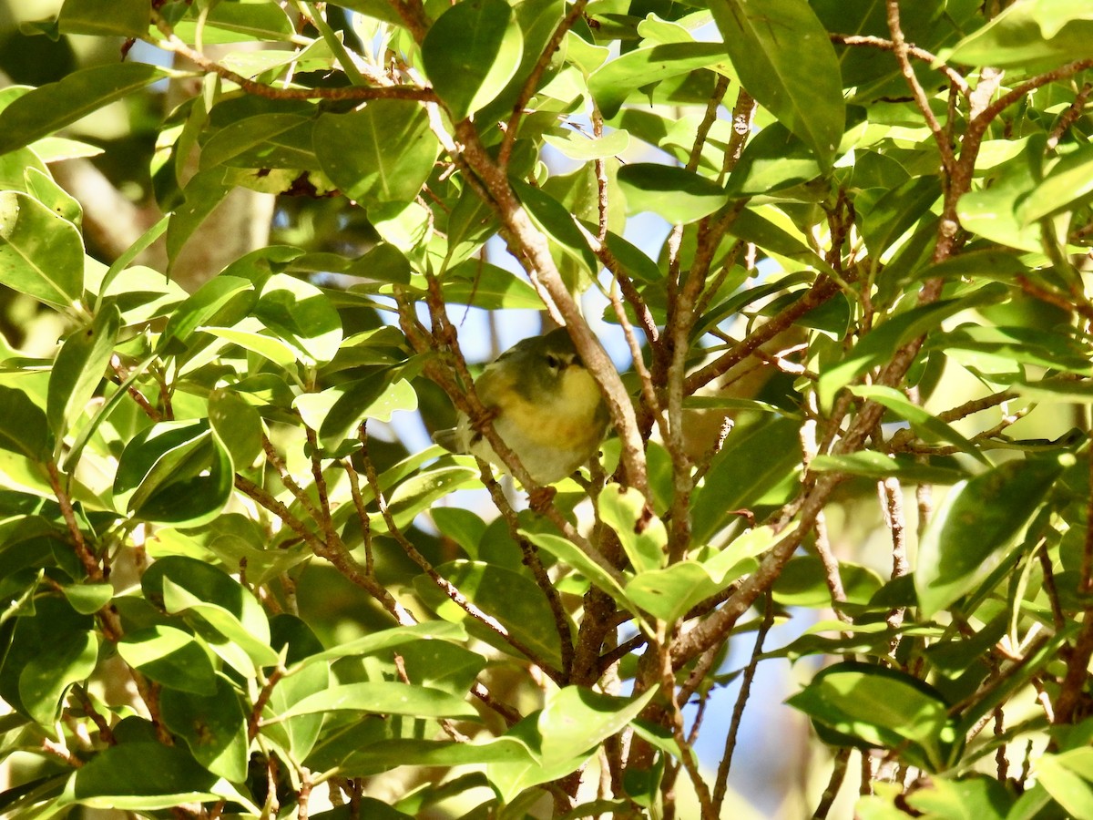 Northern Parula - ML627512986