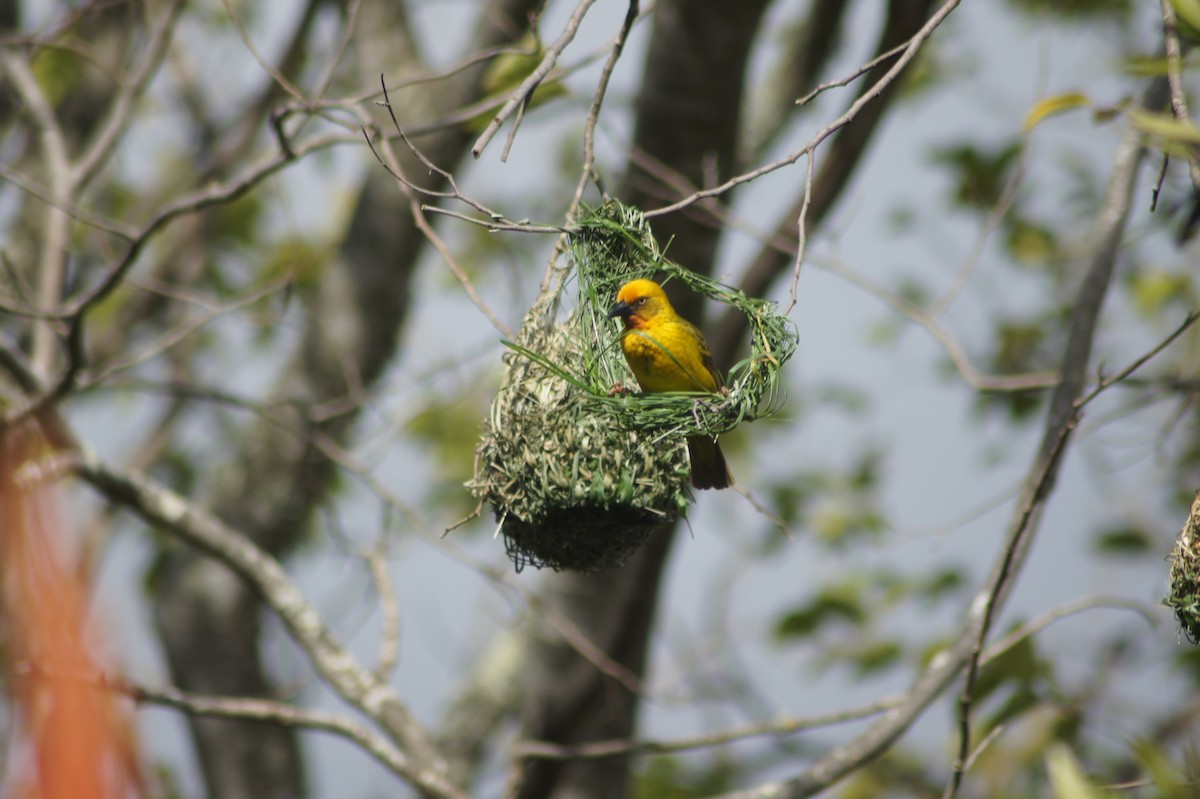 Cape Weaver - ML627513017