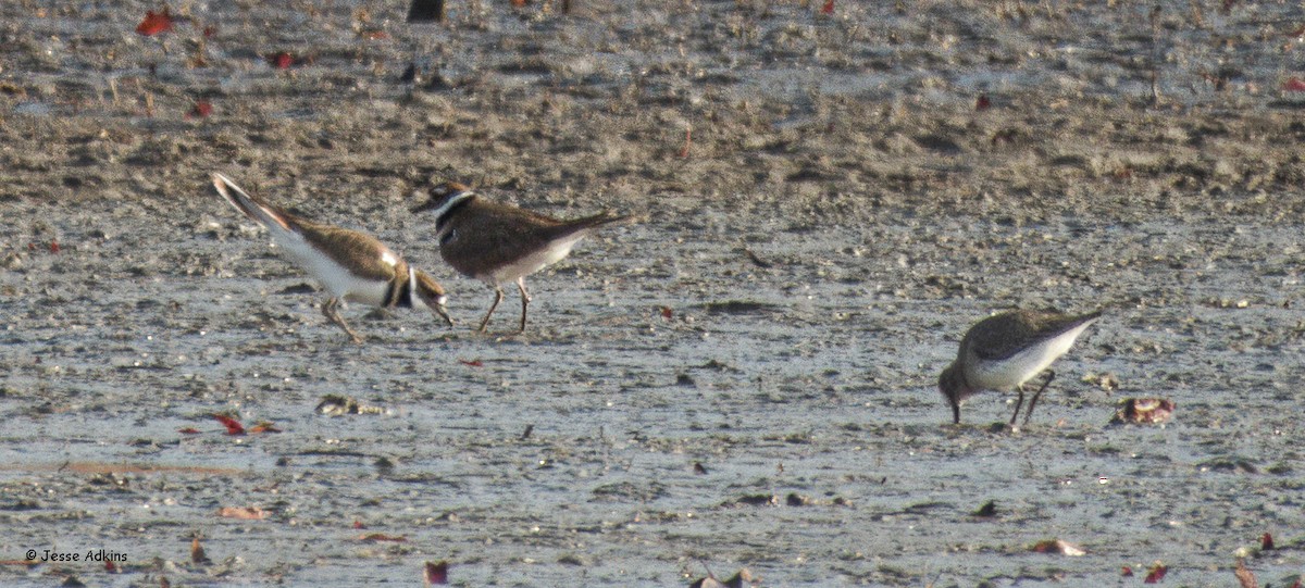 Killdeer - ML627513056