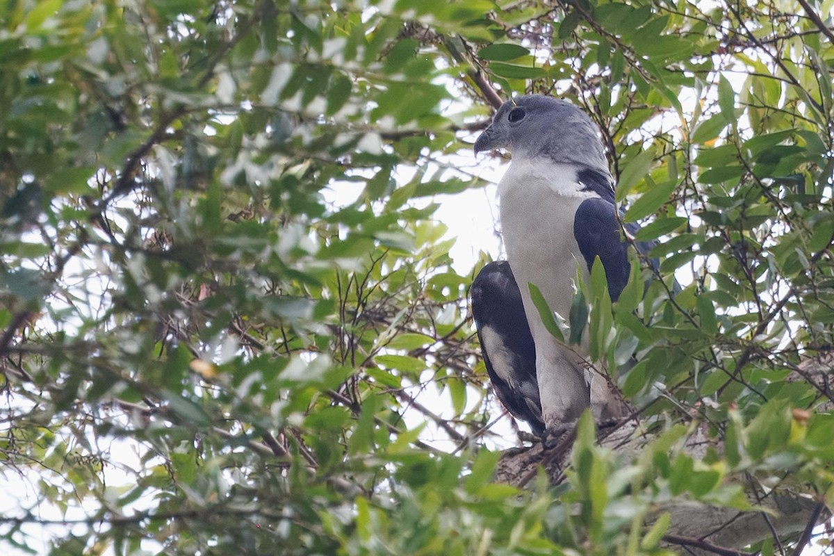 Gray-headed Kite - ML627513094