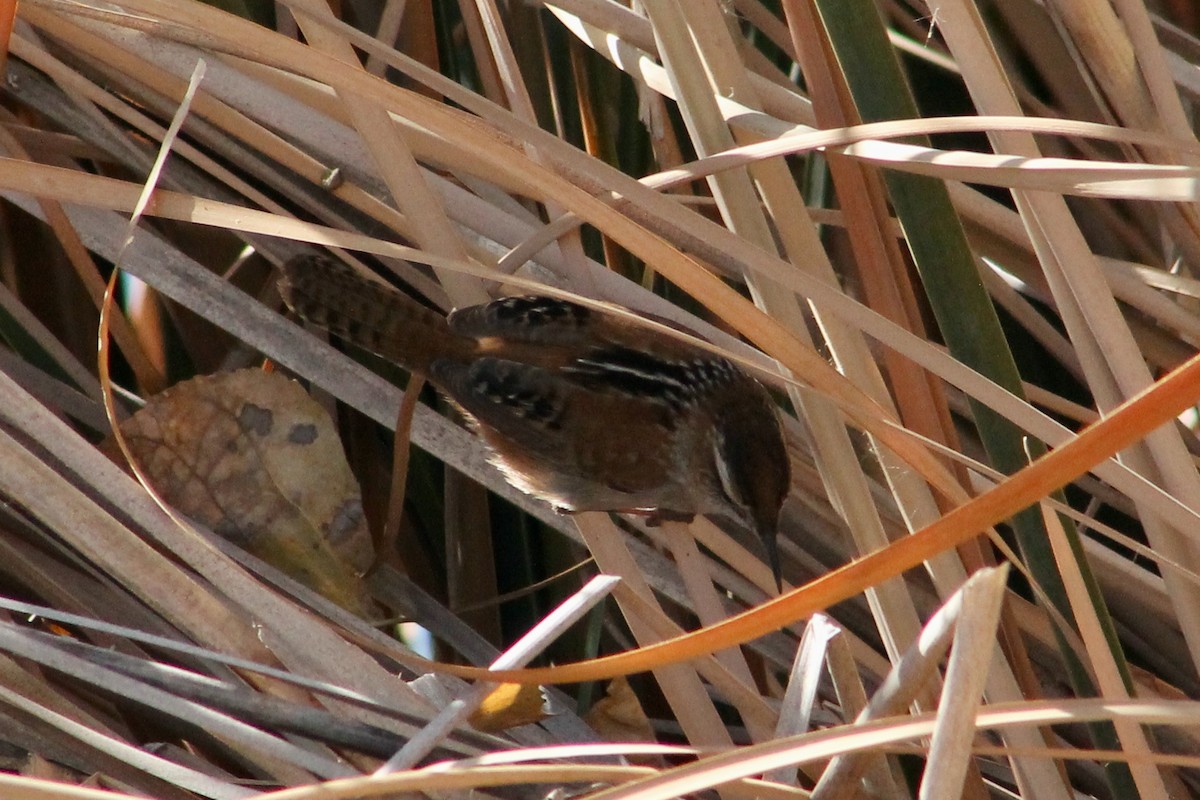 Marsh Wren - ML627513229