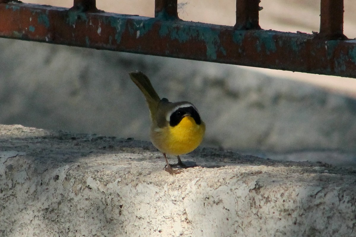 Common Yellowthroat - ML627513258