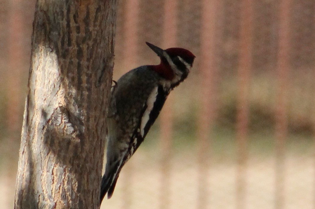 Red-naped Sapsucker - ML627513269