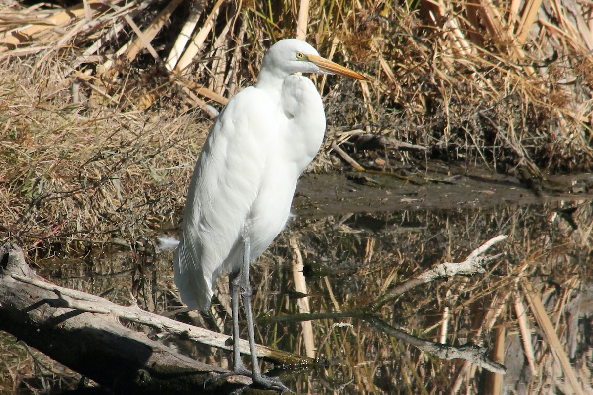 Airone bianco maggiore - ML627513293