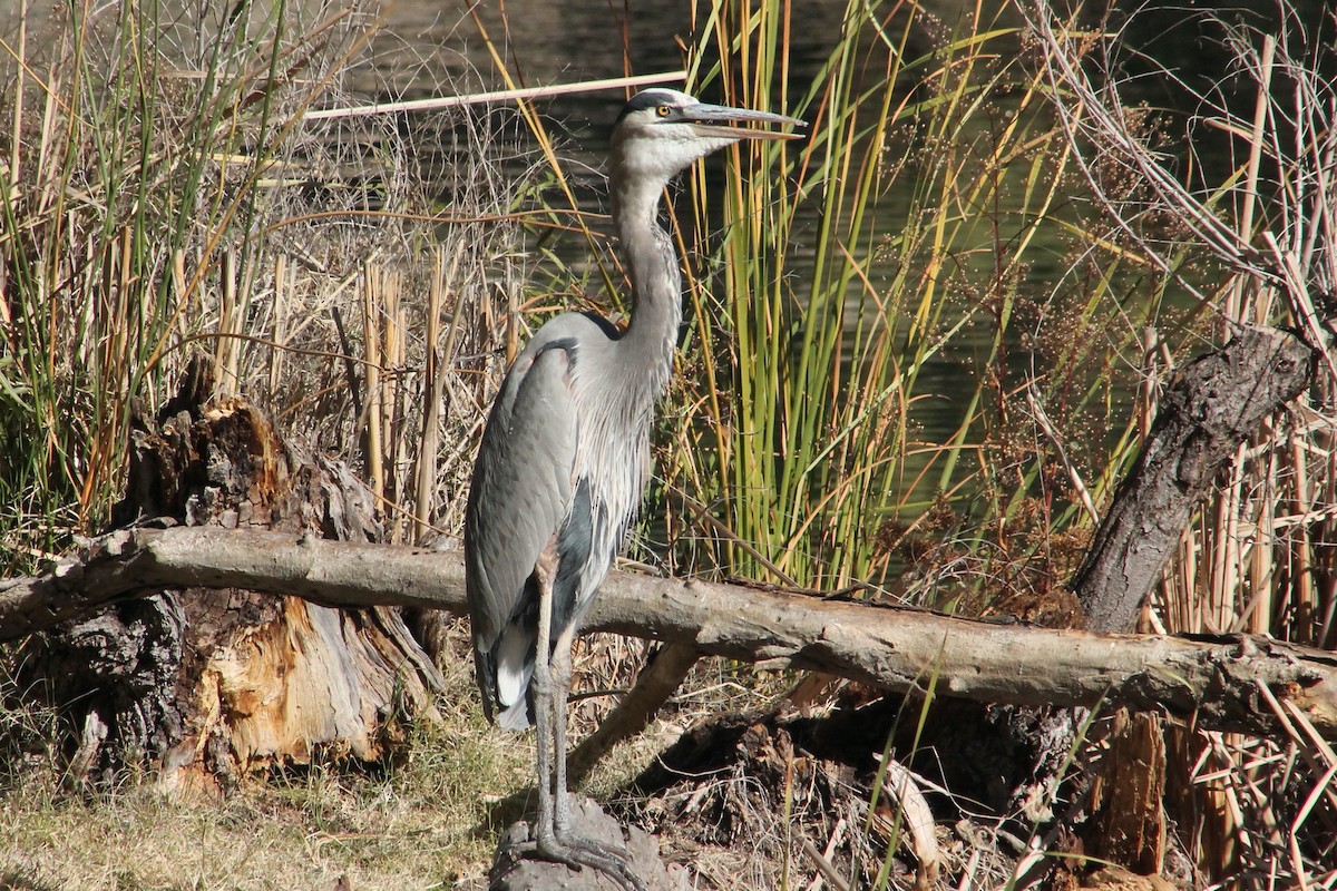 Great Blue Heron - ML627513308