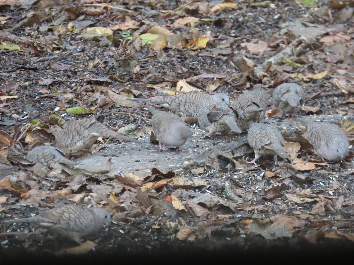 Inca Dove - ML627513325