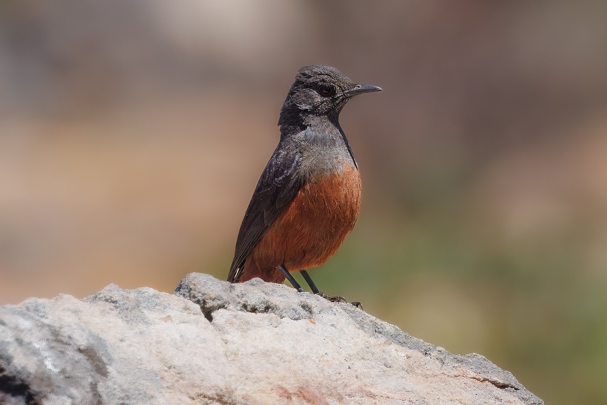 Cape Rock-Thrush - ML627513337