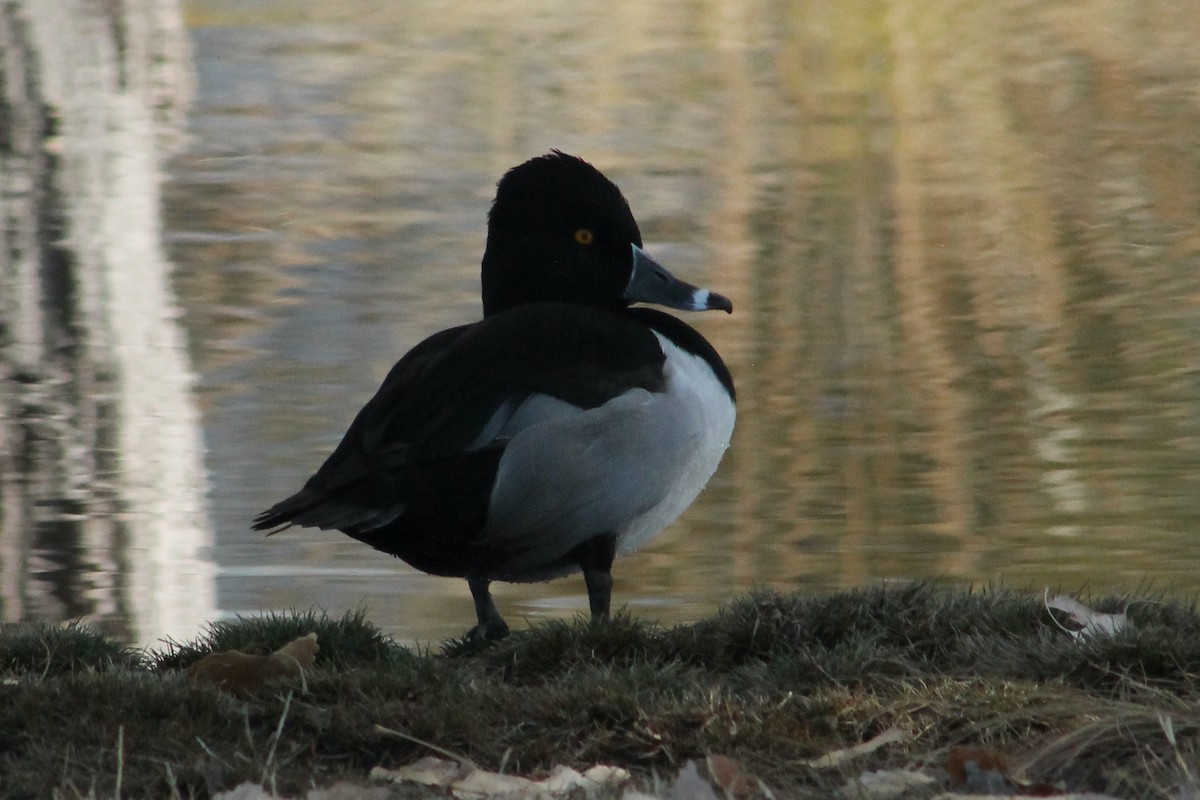 Moretta dal collare - ML627513339