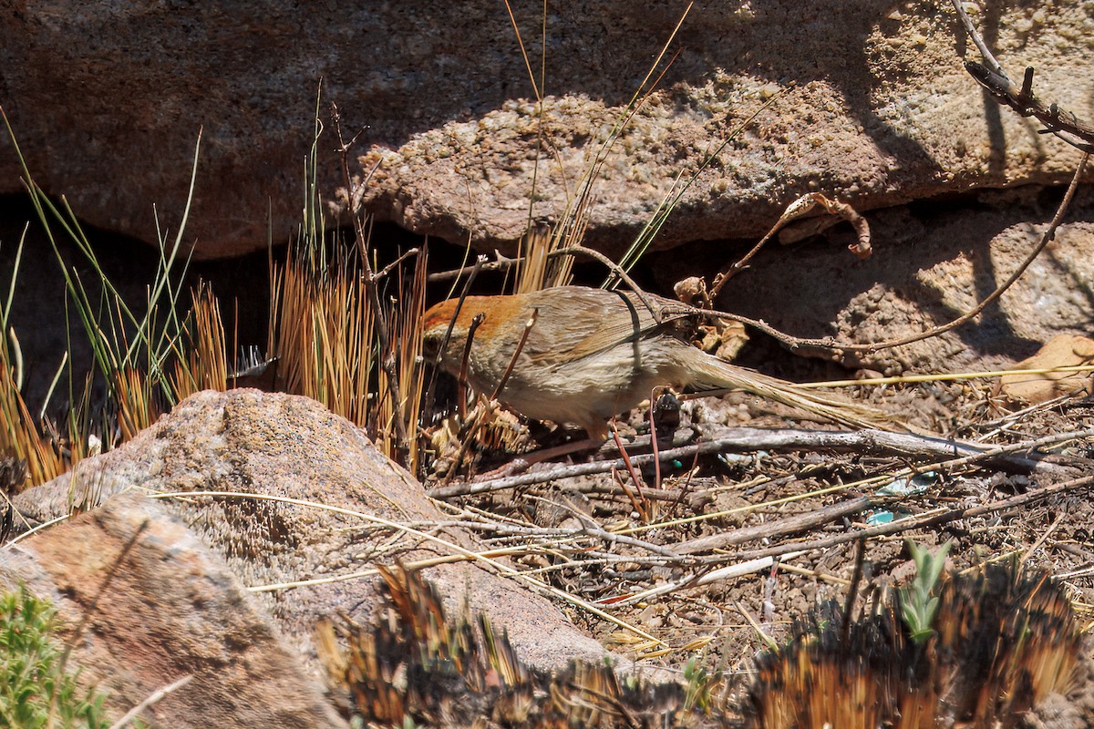 Rattling Cisticola - ML627513509