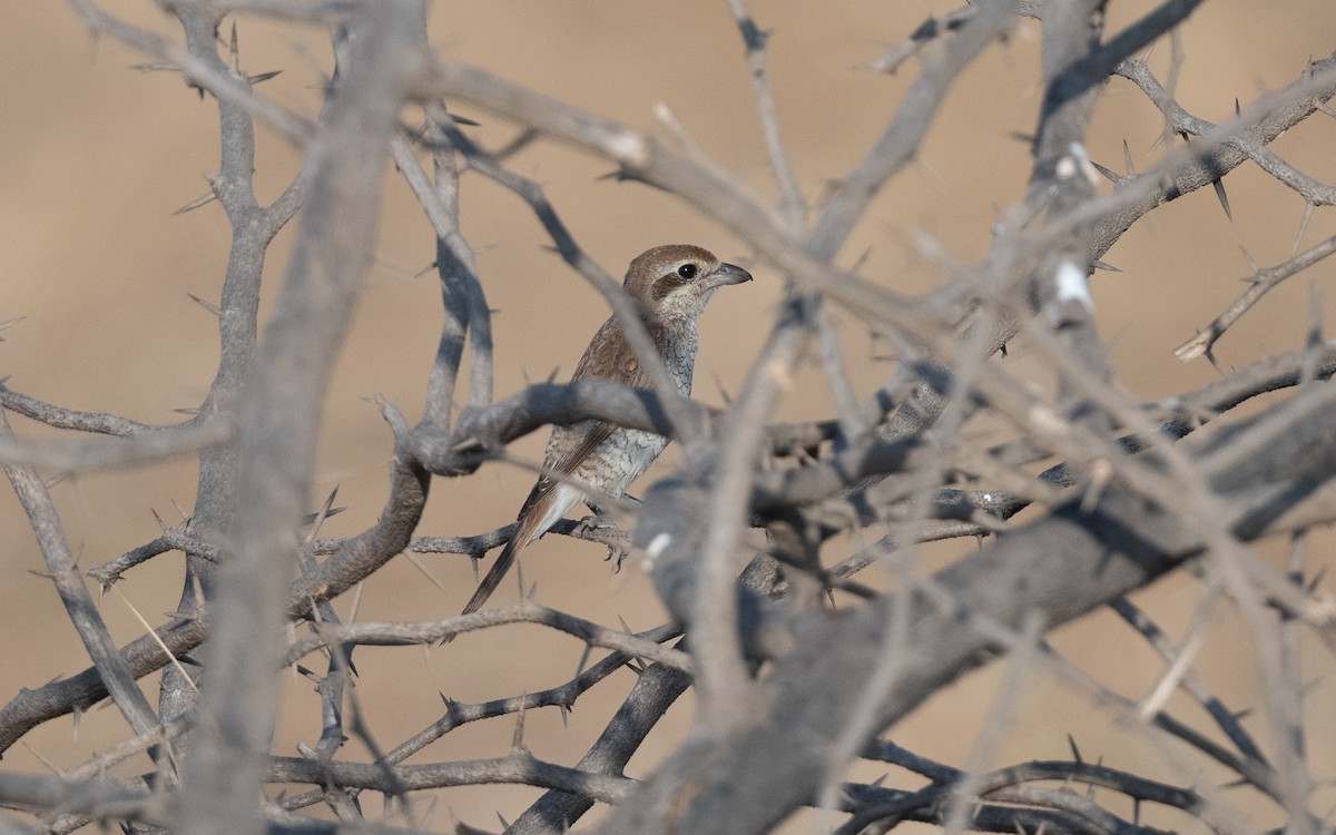 Brown Shrike - ML627513533