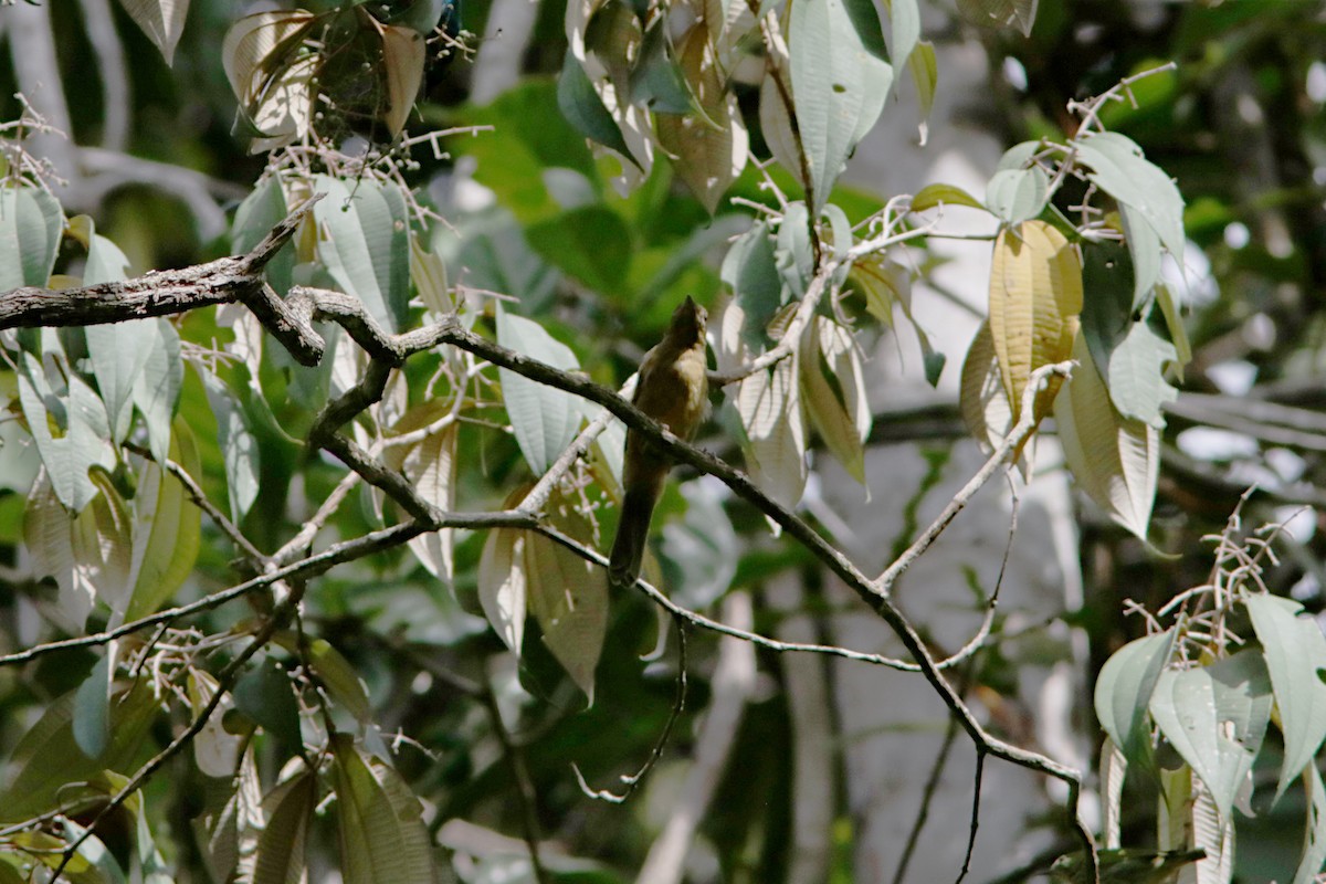 McConnell's Flycatcher - ML627513757