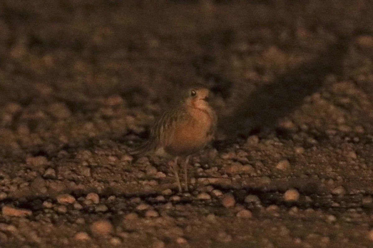 Inland Dotterel - ML627513775