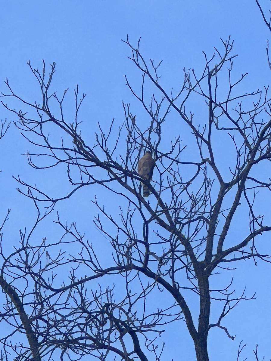 Cooper's Hawk - ML627513905