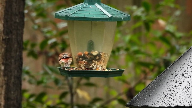 Purple Finch - ML627513950