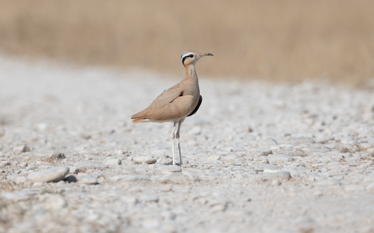 Cream-colored Courser - ML627513970