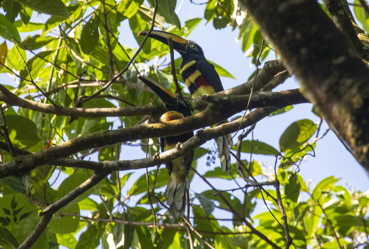 Many-banded Aracari - ML627514004