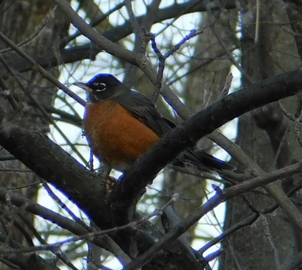American Robin - ML627514059