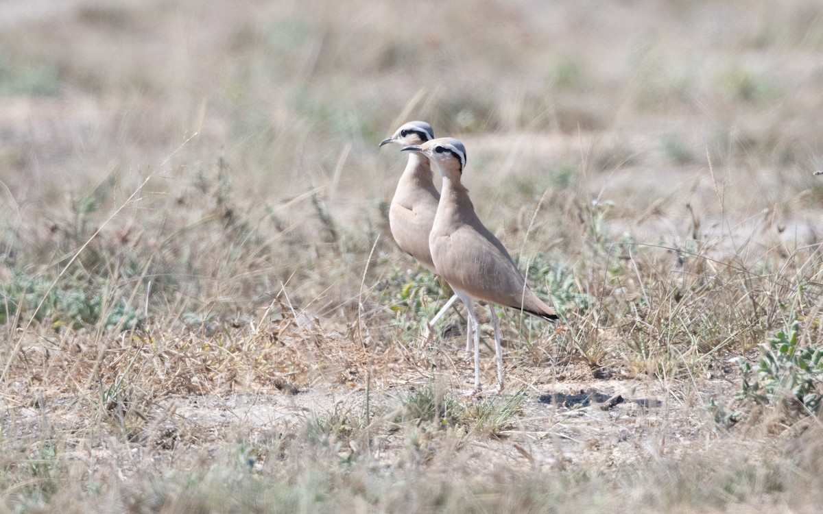 Cream-colored Courser - ML627514084