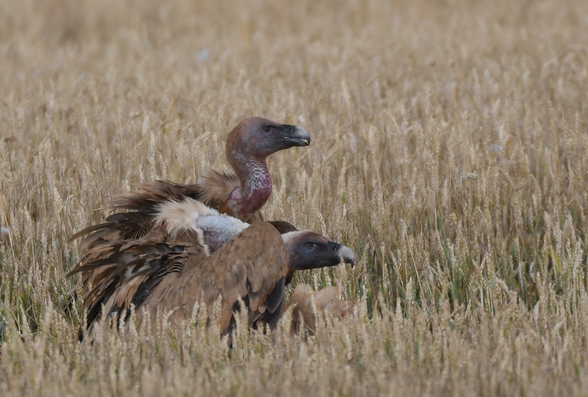 Eurasian Griffon - ML627514209