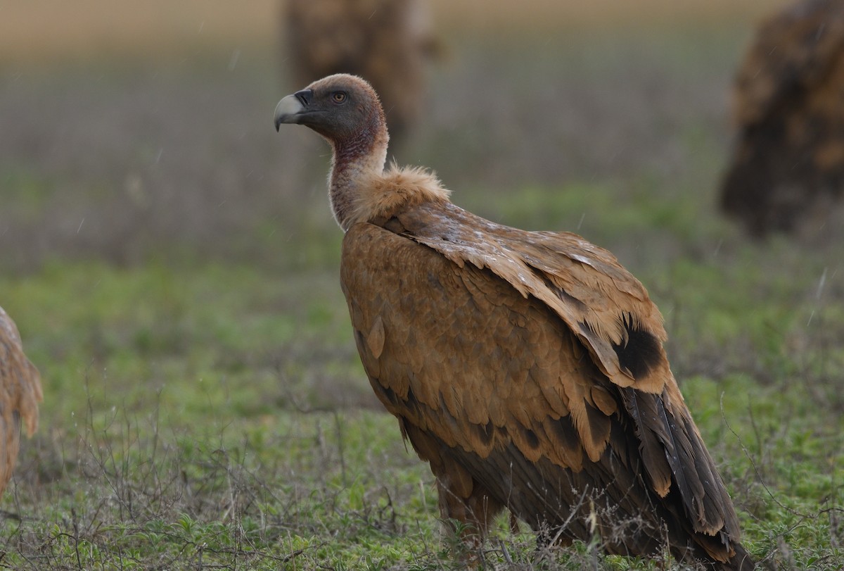 Eurasian Griffon - ML627514212