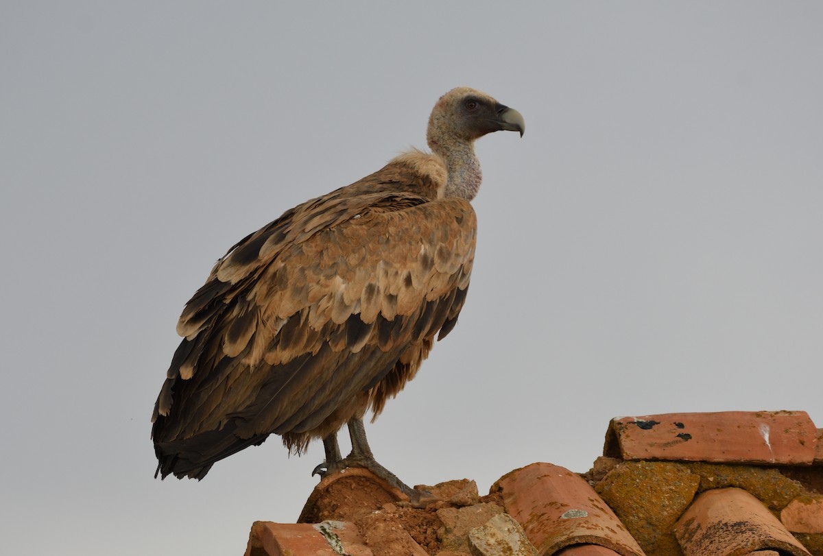 Eurasian Griffon - ML627514213
