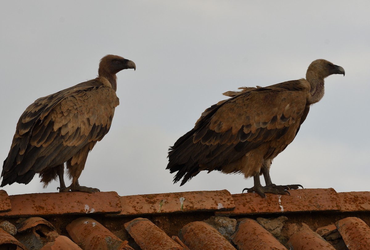 Eurasian Griffon - ML627514215