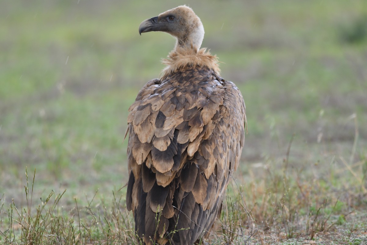 Eurasian Griffon - ML627514216