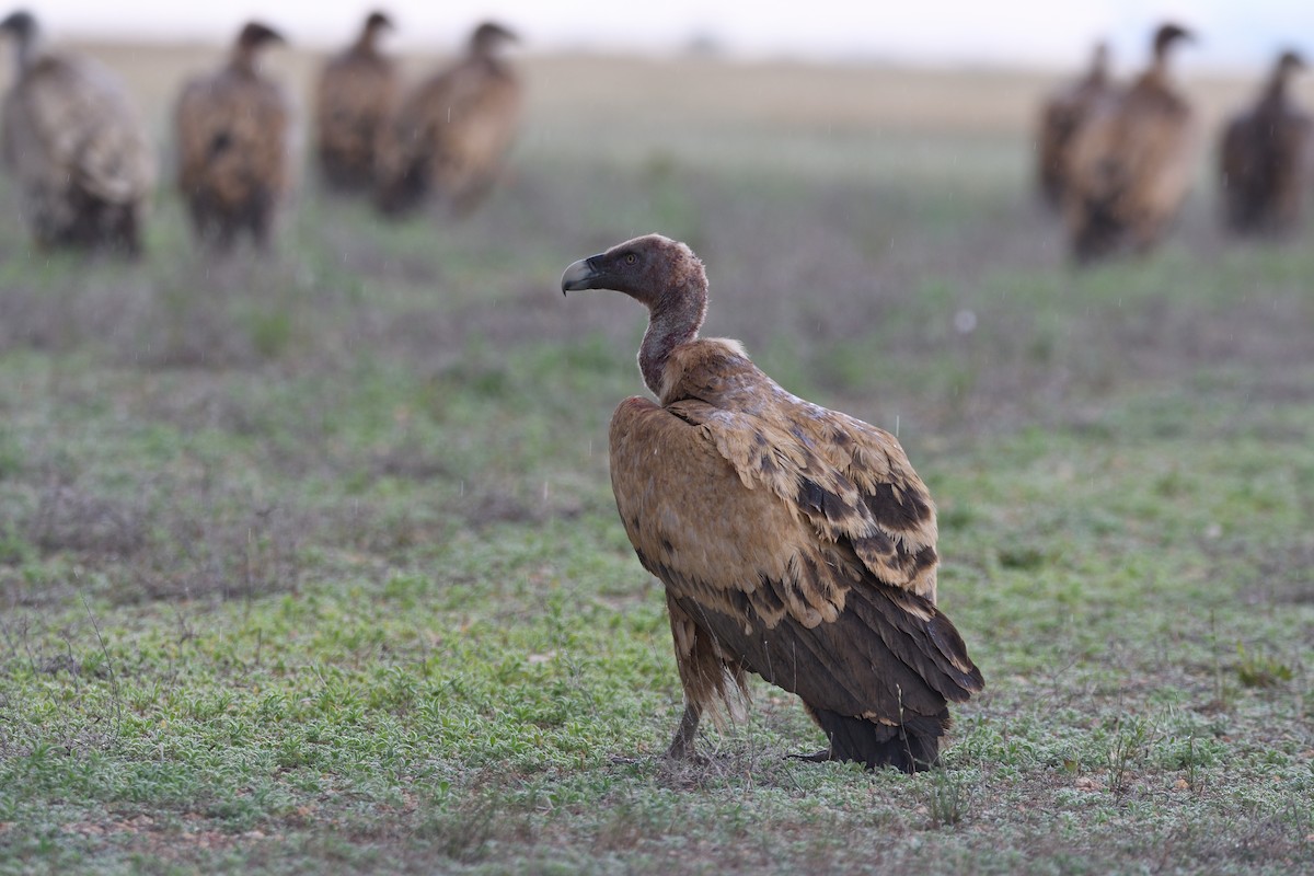 Eurasian Griffon - ML627514217