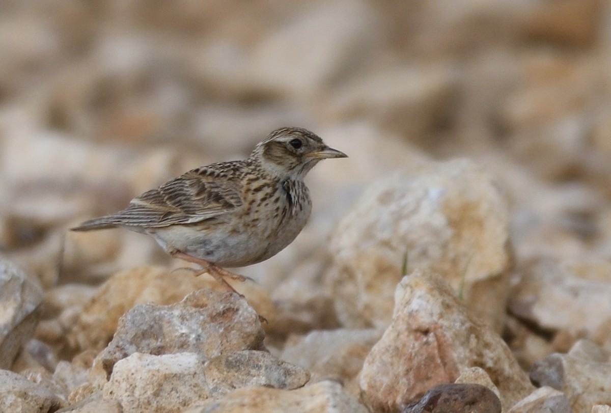 Eurasian Skylark - ML627514250