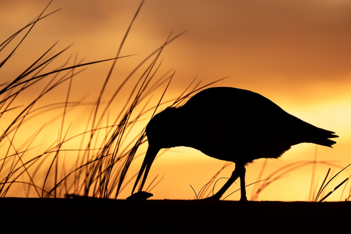 South Island Oystercatcher - ML627514353