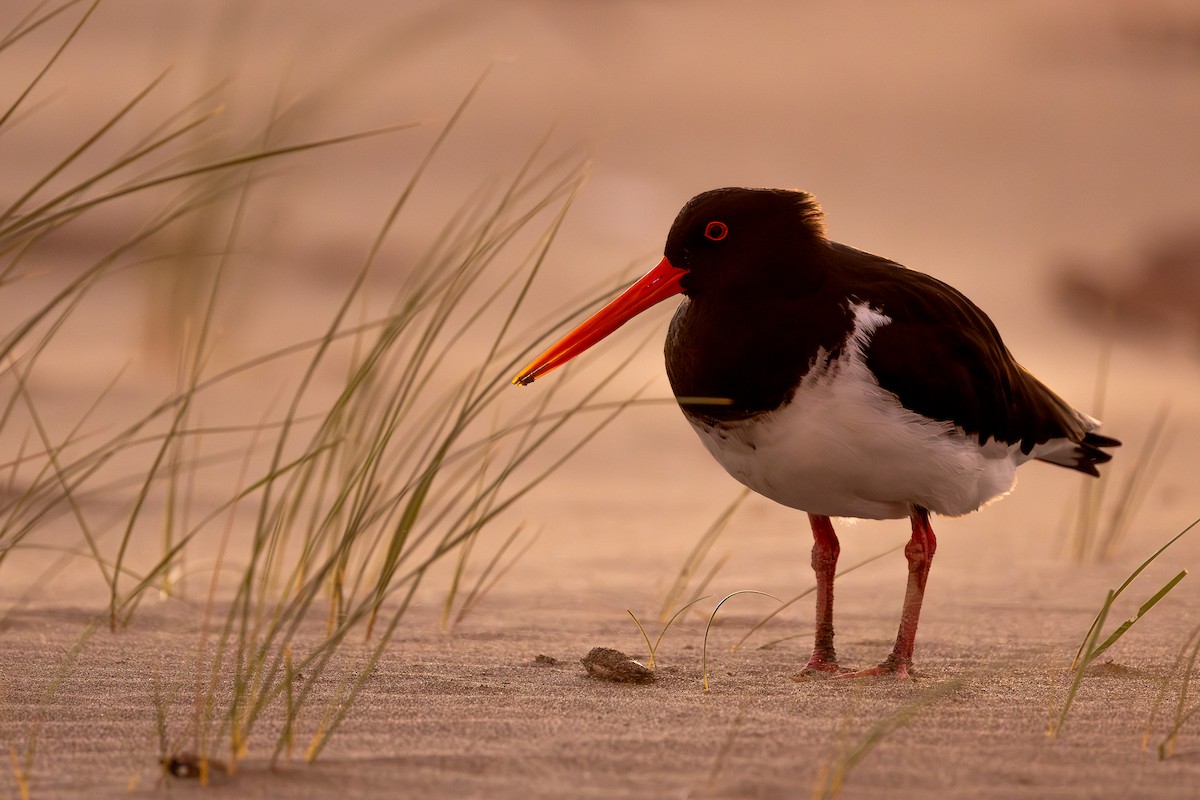 South Island Oystercatcher - ML627514354