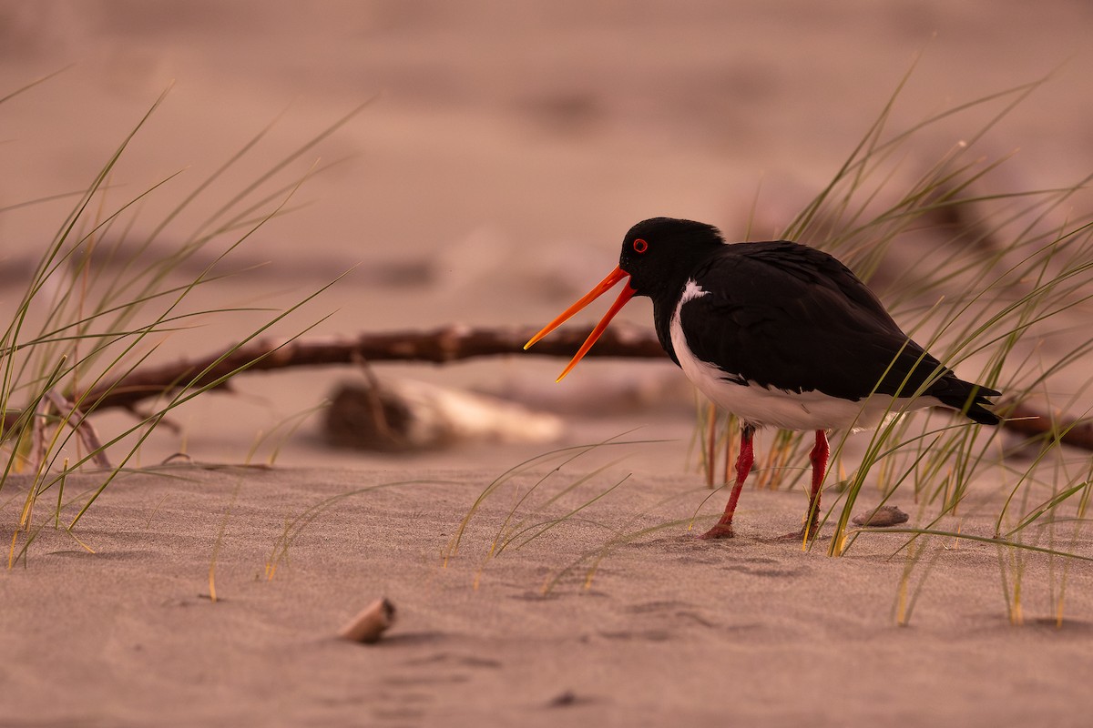 South Island Oystercatcher - ML627514355