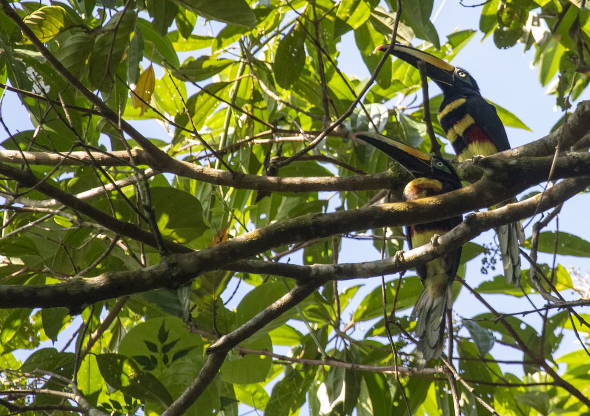 Many-banded Aracari - ML627514367