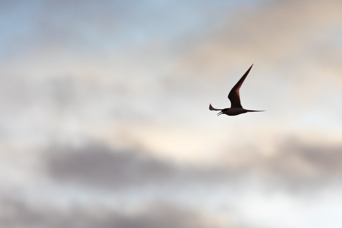 White-fronted Tern - ML627514410