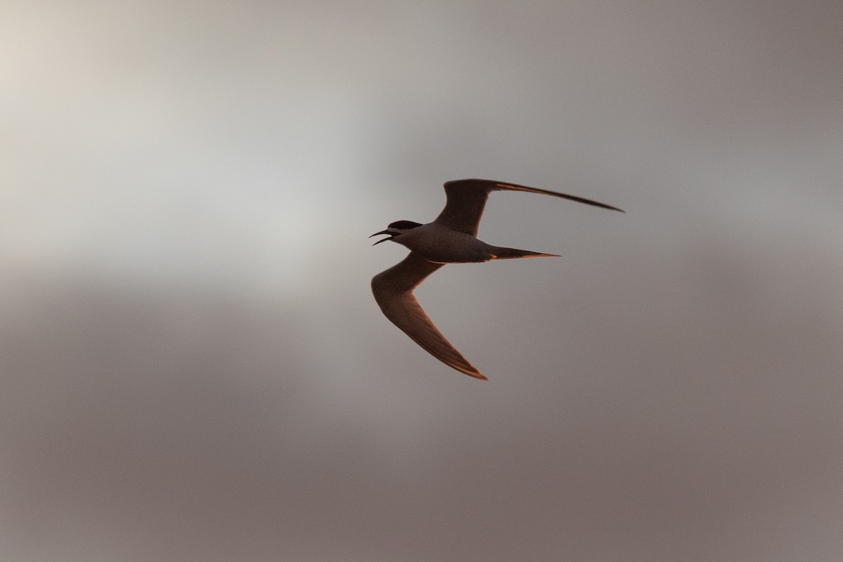 White-fronted Tern - ML627514411