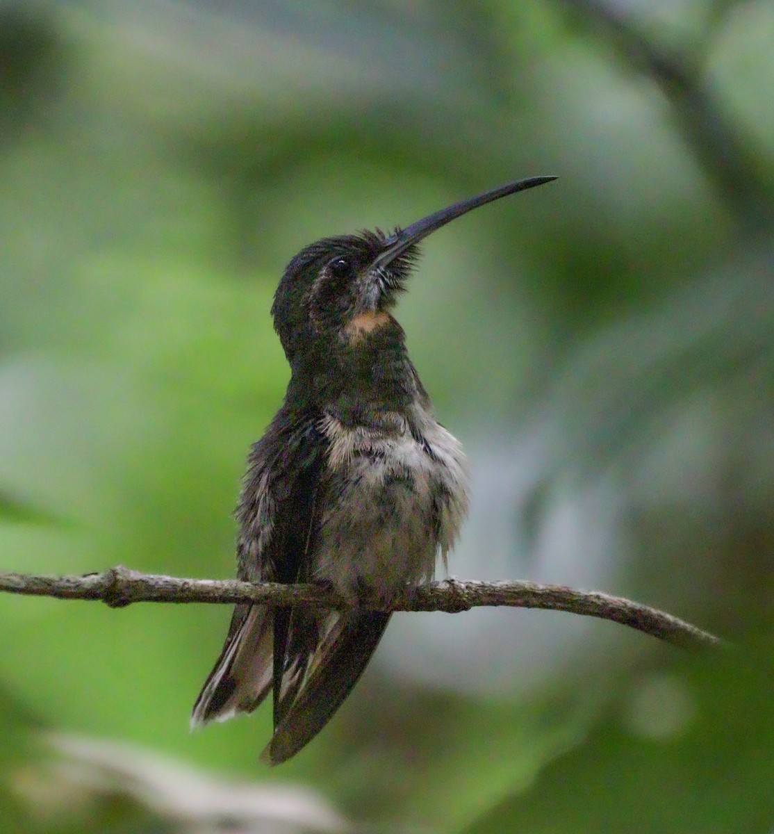 Pale-tailed Barbthroat - ML627514418