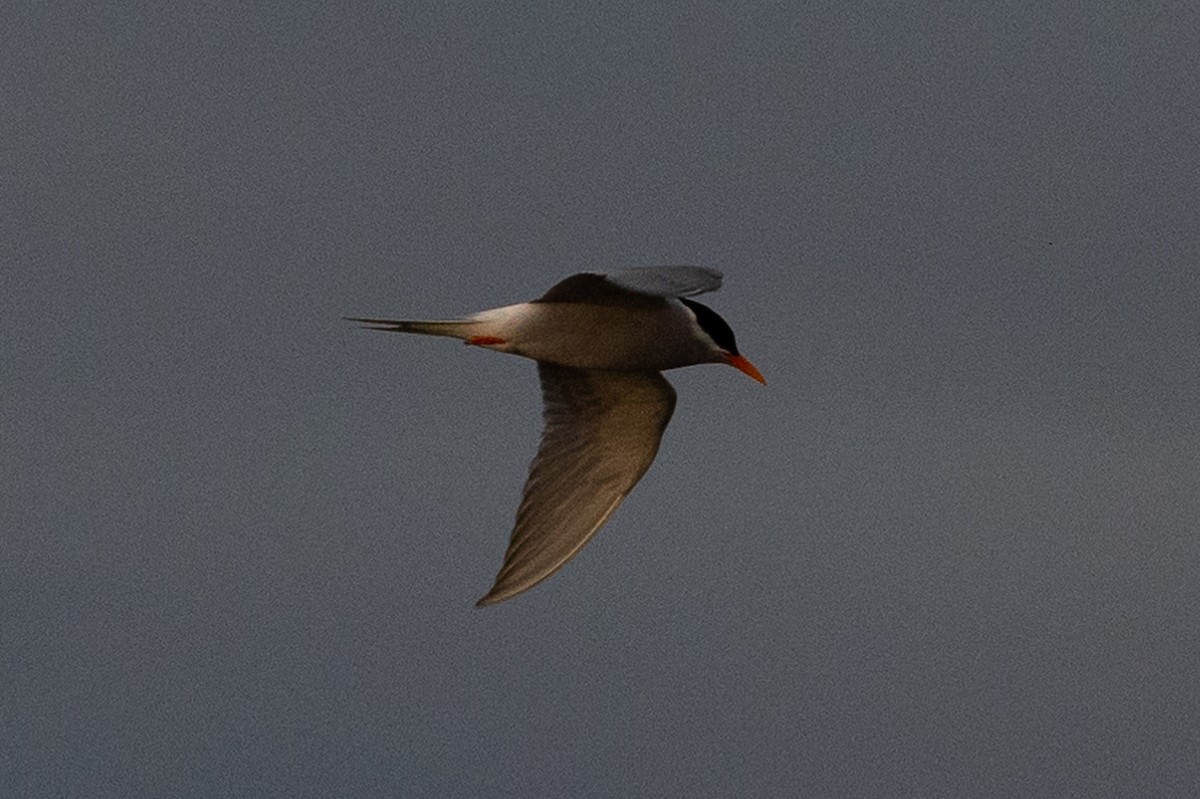 Black-fronted Tern - ML627514419