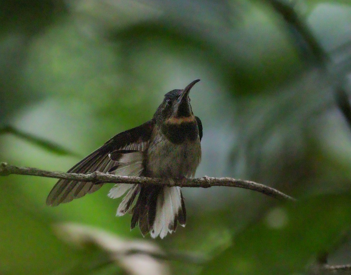 Pale-tailed Barbthroat - ML627514421