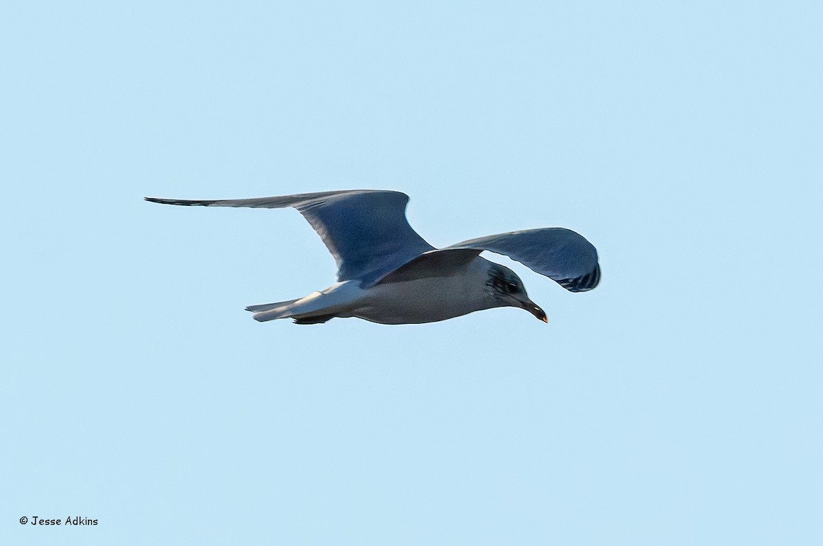 Ring-billed Gull - ML627514434