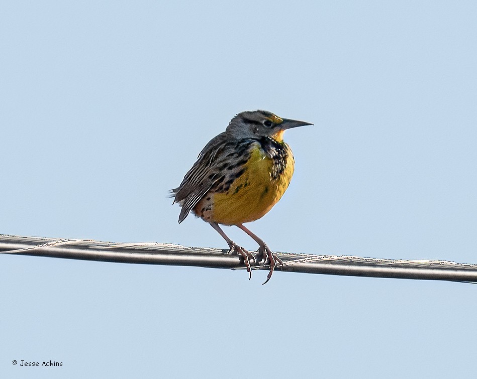 Eastern Meadowlark (Eastern) - ML627514448