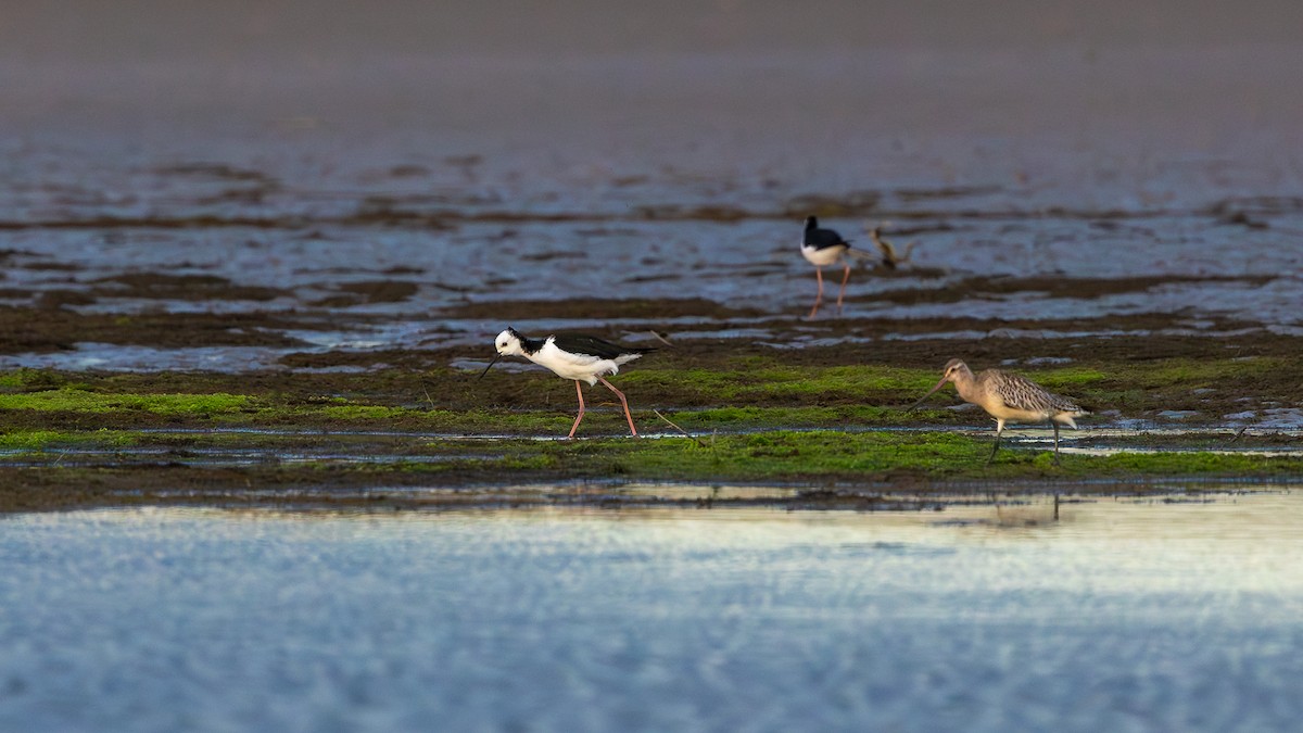 Pied Stilt - ML627514463