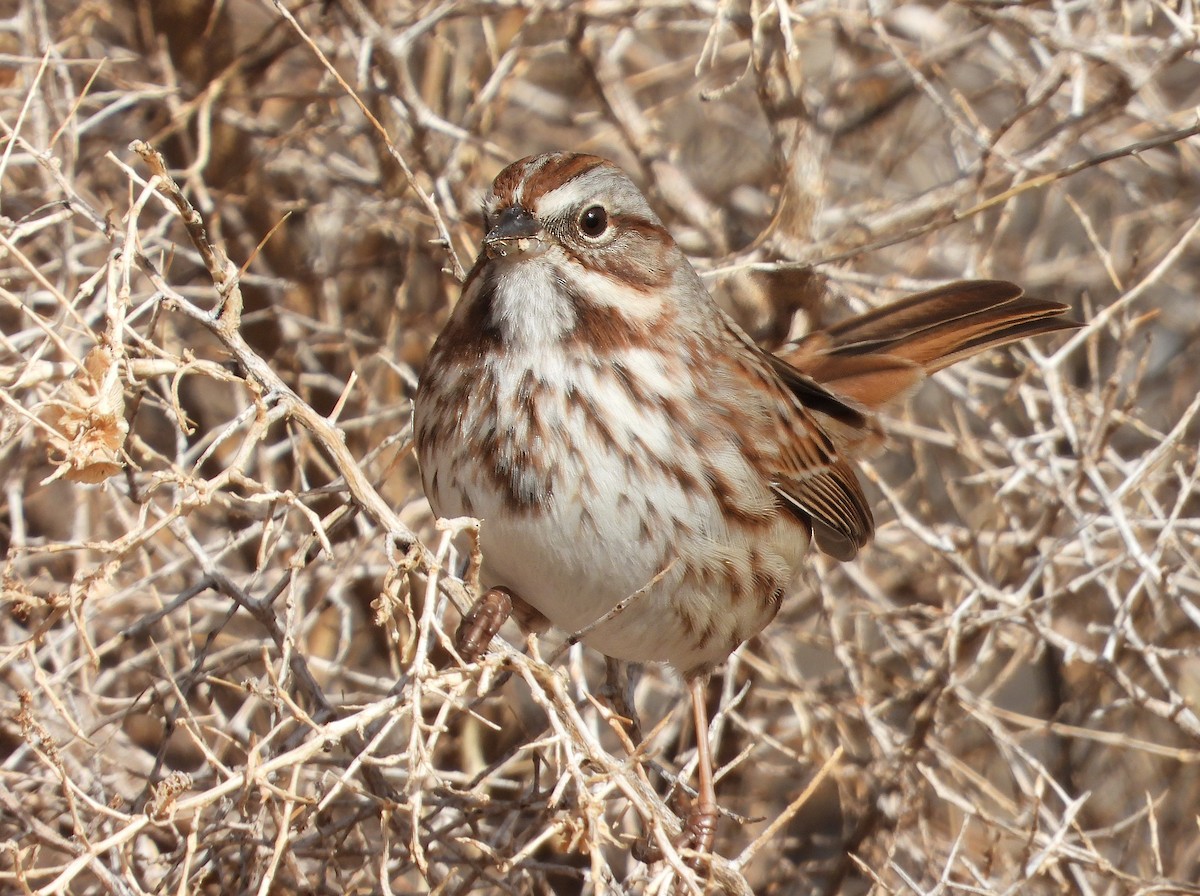 Song Sparrow - ML627514530