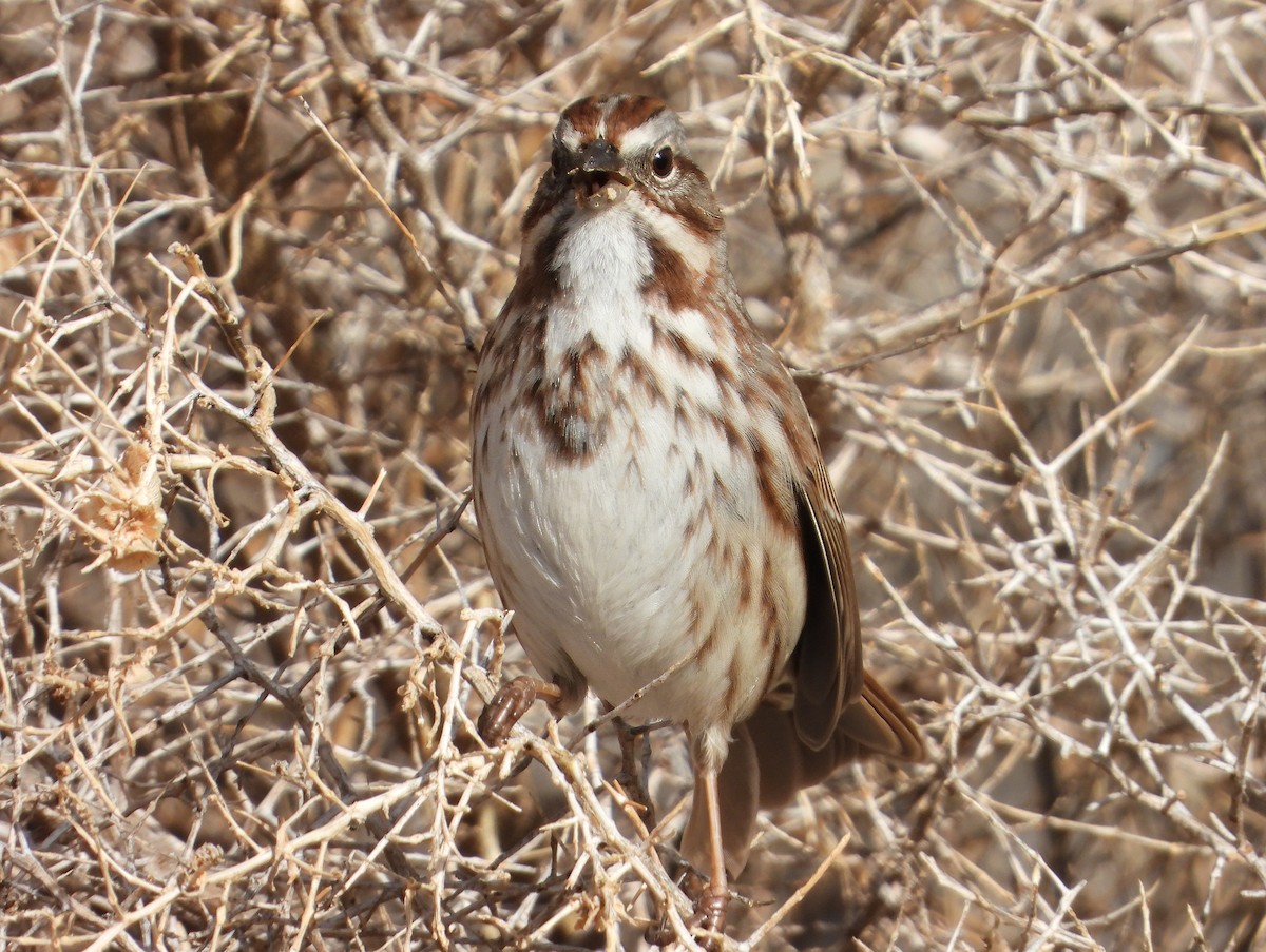 Song Sparrow - ML627514531