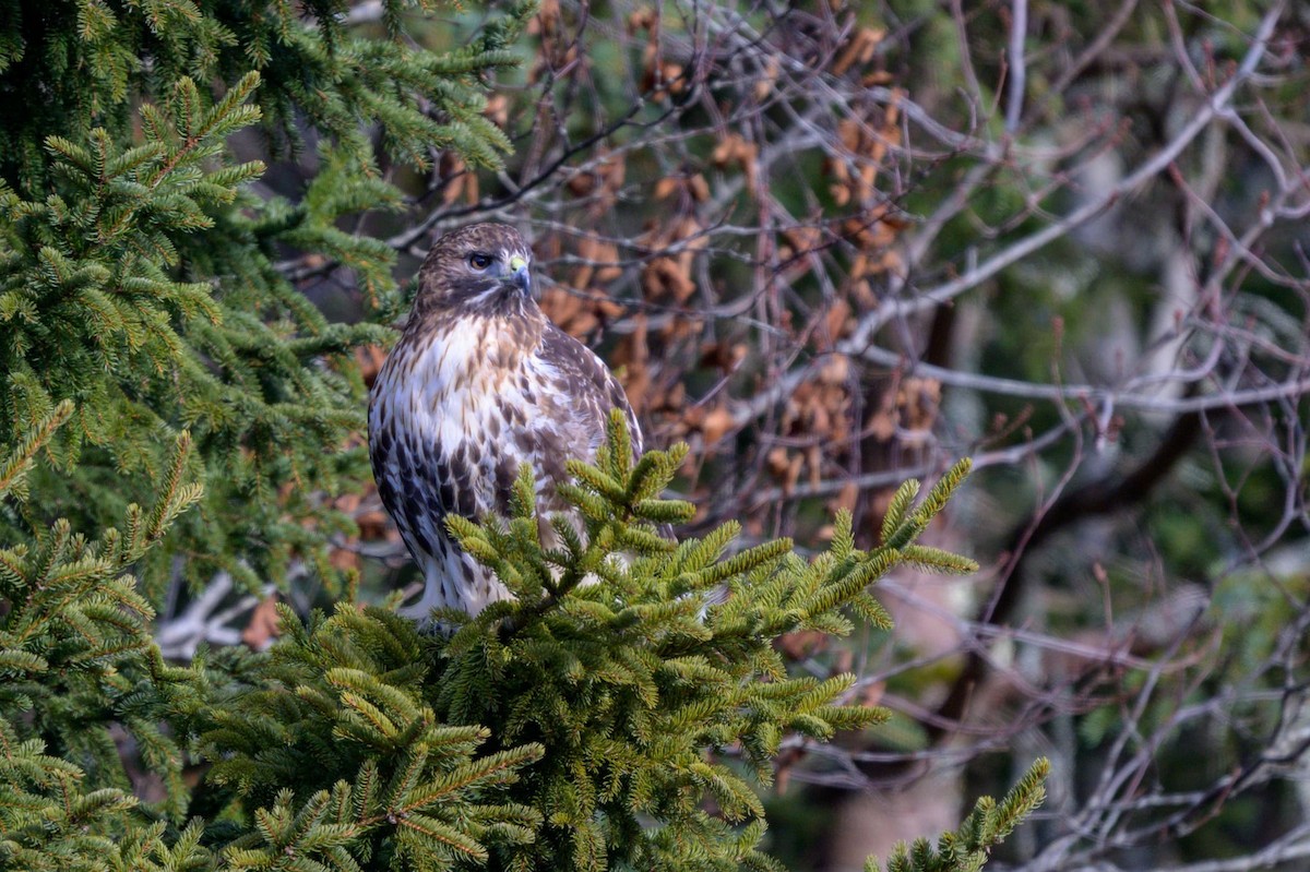 Red-tailed Hawk (abieticola) - ML627514594