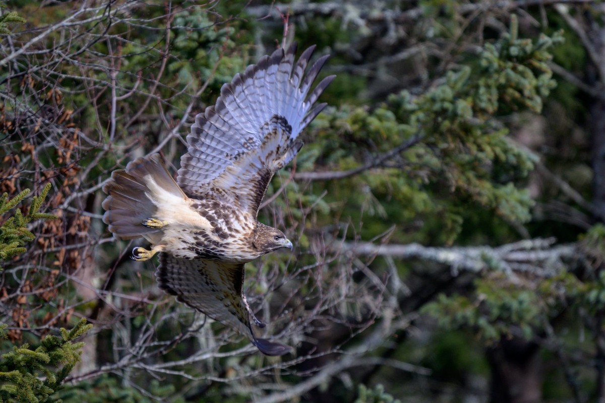 Red-tailed Hawk (abieticola) - ML627514595