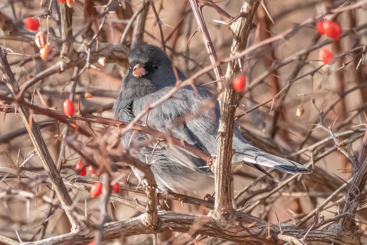 Junco ardoisé - ML627514653