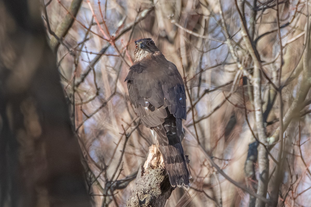 Cooper's Hawk - ML627514683