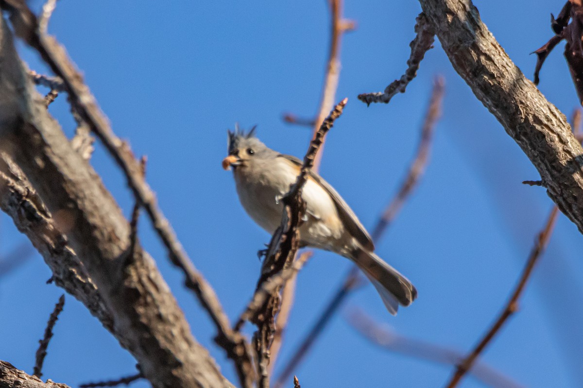 Mésange bicolore - ML627514689