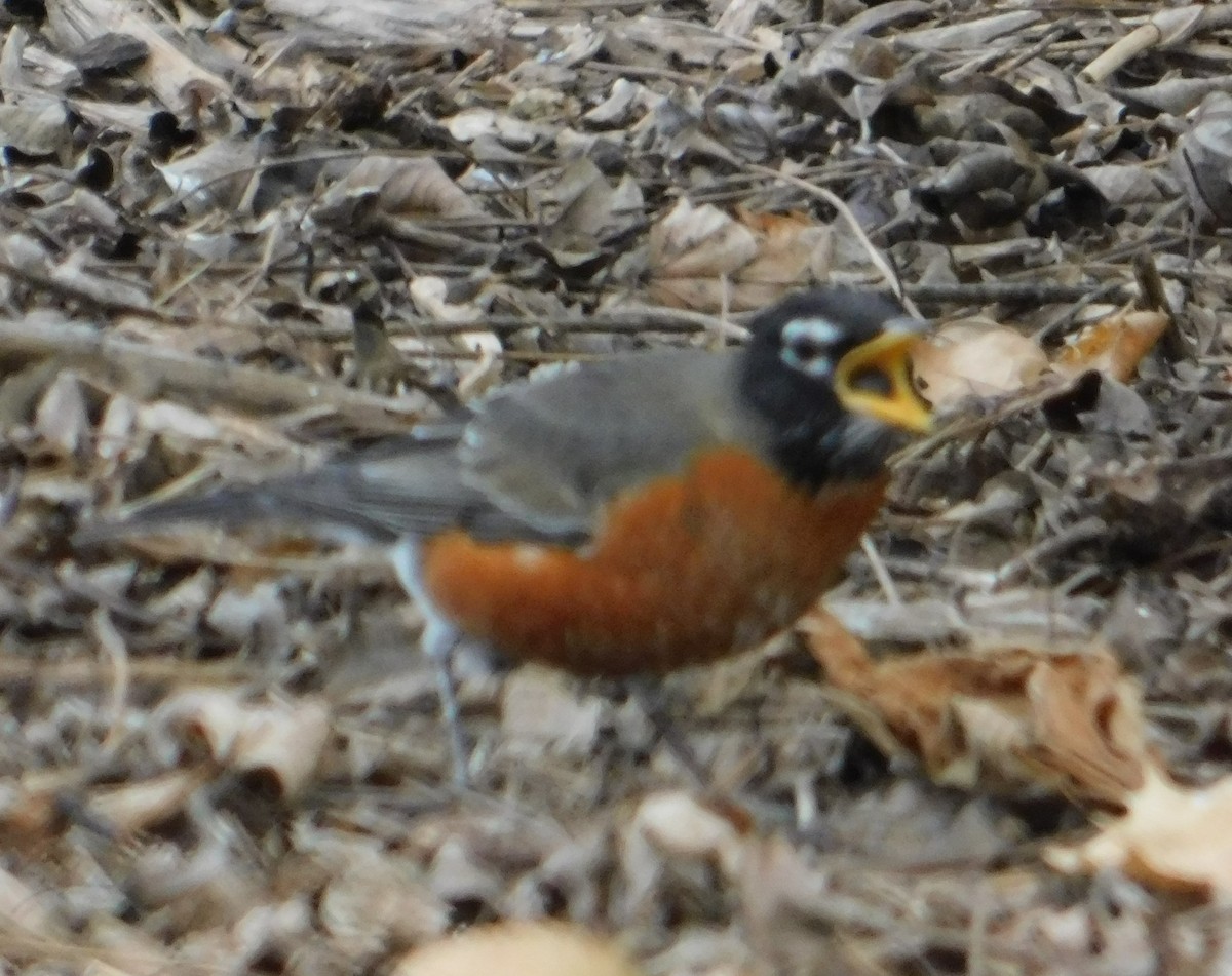 American Robin - ML627514711
