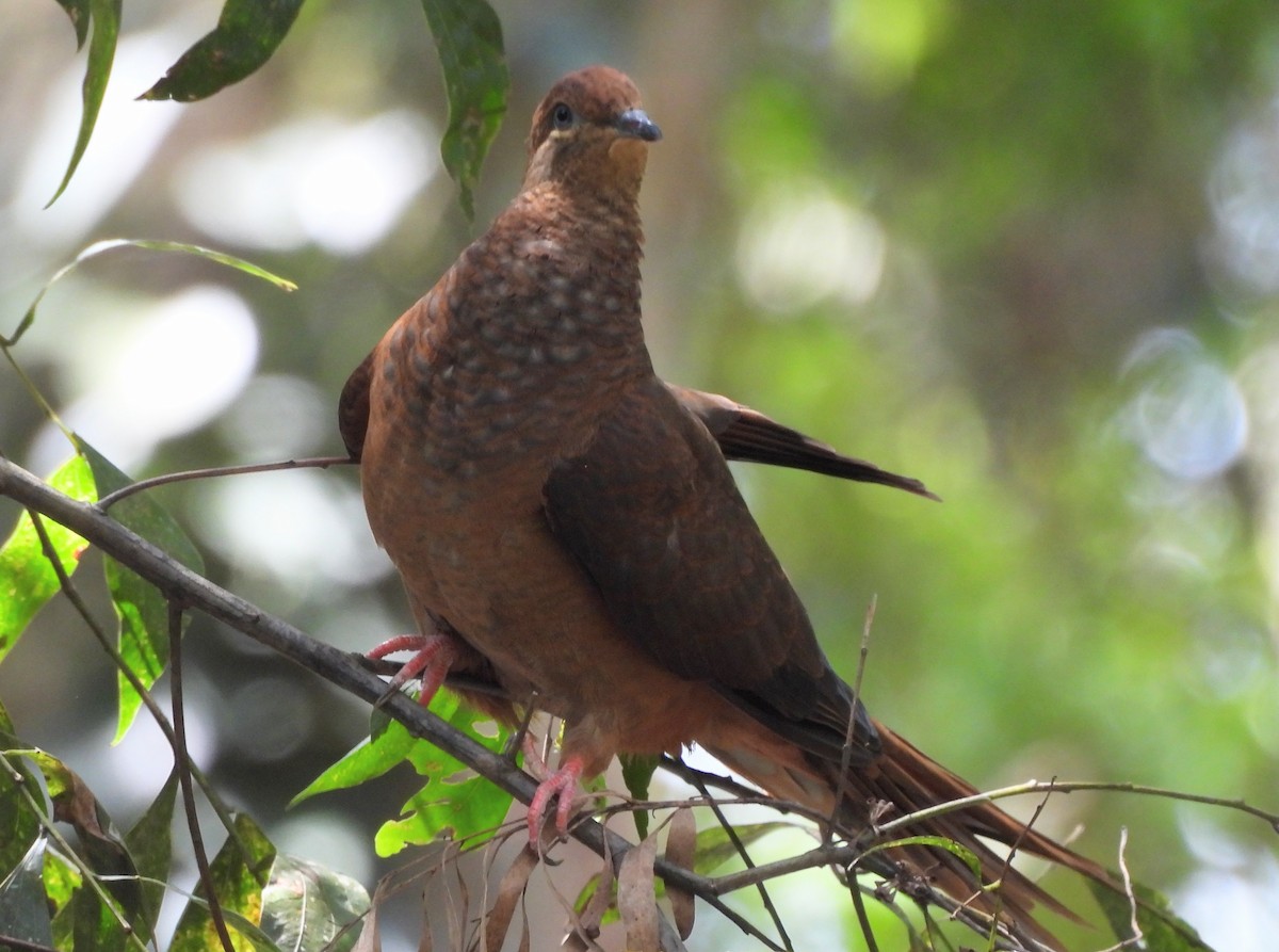 Brown Cuckoo-Dove - ML627514843